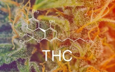 The 4 Major Types of THC & Their Benefits in Ohio