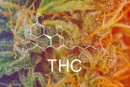 The 4 Major Types of THC & Their Benefits in Ohio