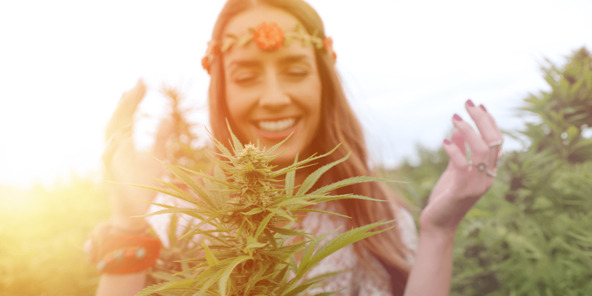 cannabis plant