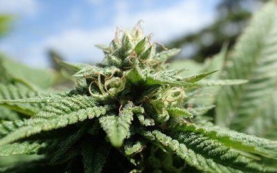 Why Does Cannabis Have Such a Bad Reputation?