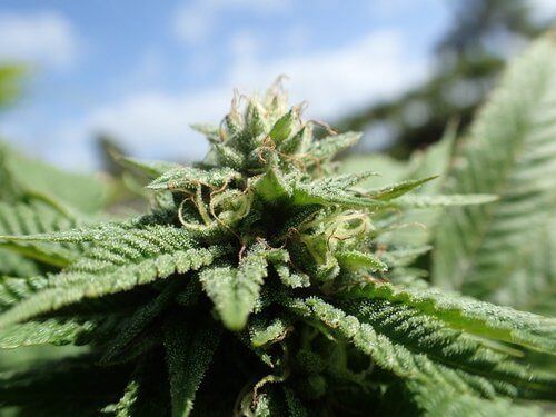 Why Does Cannabis Have Such a Bad Reputation?