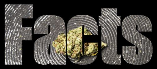 Medical Marijuana: 7 Facts You Need to Know in Ohio