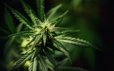 Why Does Cannabis Have a Bad Rep in Ohio?