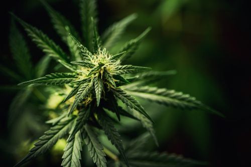Why Does Cannabis Have a Bad Rep in Ohio?