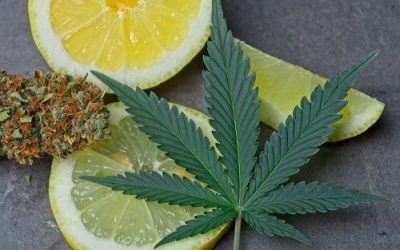 Limonene: The Mood Booster & Stress Reducer You Need to Know About