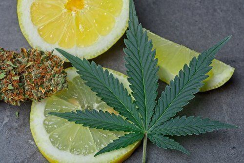 Limonene: The Mood Booster & Stress Reducer You Need to Know About