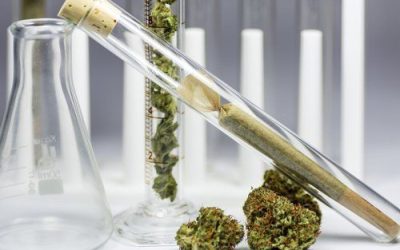 Researchers Are Discovering There Are Many Benefits to Cannabis Therapy