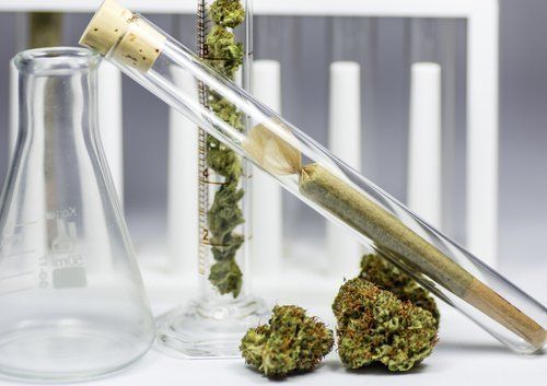 Researchers Are Discovering There Are Many Benefits to Cannabis Therapy