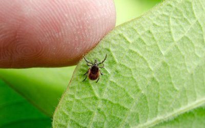 Is Medical Marijuana an Effective Treatment for Lyme Disease?