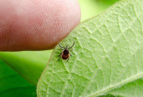 Is Medical Marijuana an Effective Treatment for Lyme Disease?