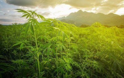 The Origins of Marijuana as Medicine