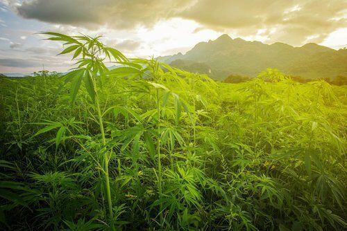 The Origins of Marijuana as Medicine