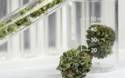 Researchers Continue to Discover Benefits of Cannabis Therapy in Ohio