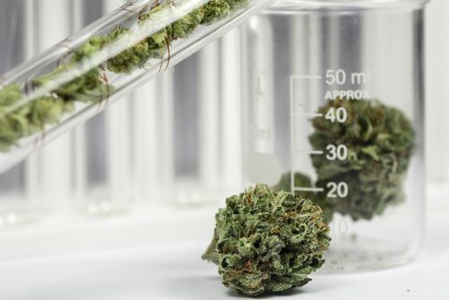 Researchers Continue to Discover Benefits of Cannabis Therapy in Ohio