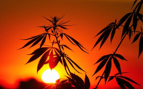 Cannabis: An Ancient Medicine in Ohio