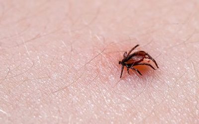 Does Medical Marijuana Treat Lyme Disease in Ohio?