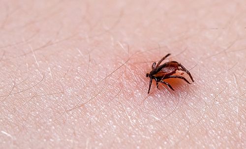 Does Medical Marijuana Treat Lyme Disease in Ohio?
