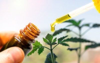 Is CBD in Florida Legal?