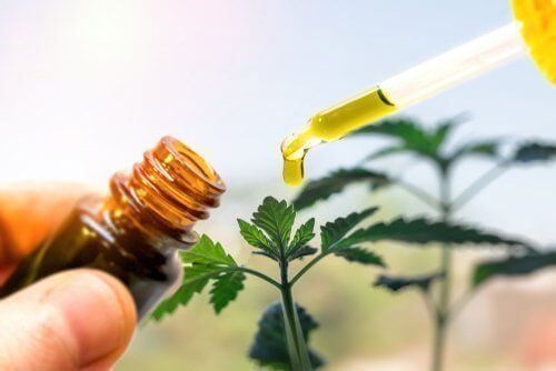 Is CBD in Florida Legal?