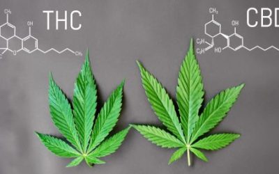 Bioavailability of THC and CBD: Why it’s Important in Ohio