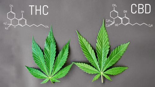 Bioavailability of THC and CBD: Why it’s Important in Ohio