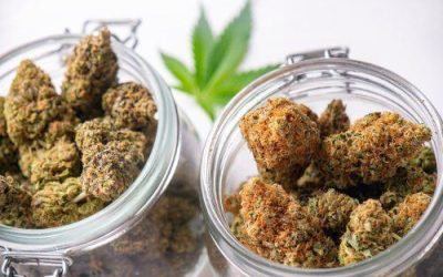 These Strains Will Help Keep You Energized Throughout the Day