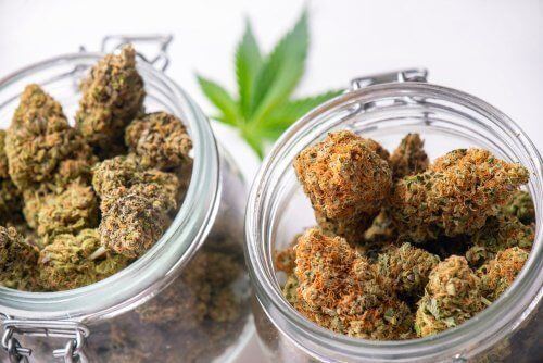 These Strains Will Help Keep You Energized Throughout the Day