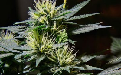 The Anatomy of the Cannabis Plant in Ohio