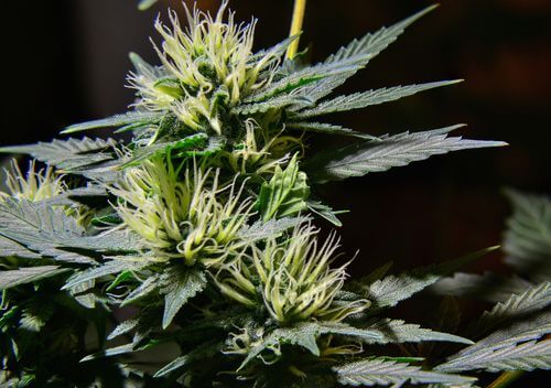 The Anatomy of the Cannabis Plant in Ohio
