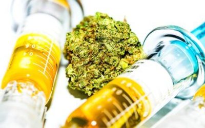 The Differences Between Vaping Whole Flower & Vaping Oil in Ohio
