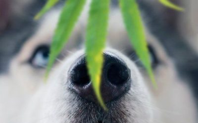 Are Medical Marijuana Products Safe for Pets?