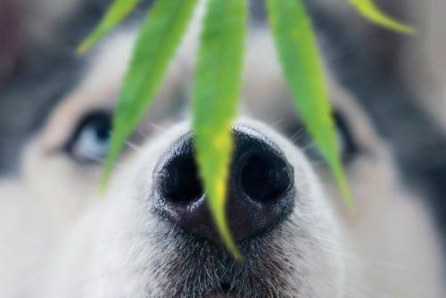 Are Medical Marijuana Products Safe for Pets?