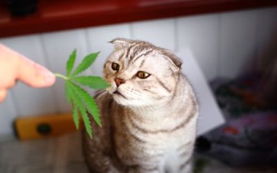 Can I Give Medical Marijuana to My Pet in Ohio?