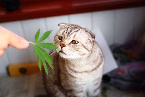 Can I Give Medical Marijuana to My Pet in Ohio?