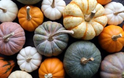 Do Pumpkins Have Terpenes in Ohio?