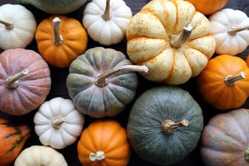 Do Pumpkins Have Terpenes in Ohio?