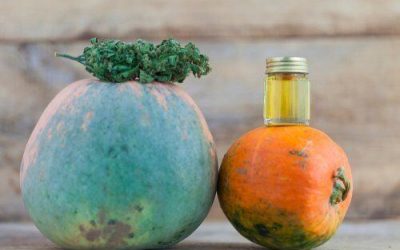 Is There a Relationship Between Cannabis and Pumpkin Spice?