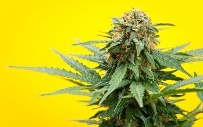 Marijuana Today vs. Marijuana From the ’70s: Is There a Difference in Ohio?