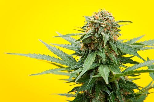 Marijuana Today vs. Marijuana From the ’70s: Is There a Difference in Ohio?