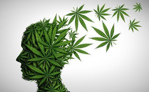 The Effects of CBD on Brain Function