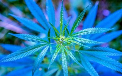 Marijuana & Mental Health in Ohio