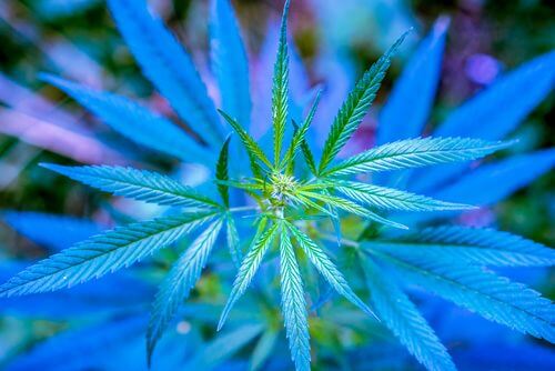 Marijuana & Mental Health in Ohio