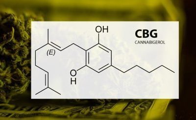 CBG In Cannabis May Reduce Brain Inflammation