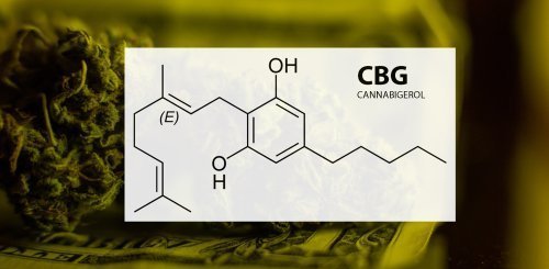CBG In Cannabis May Reduce Brain Inflammation