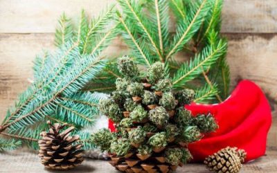 It’s the Perfect Time of Year to Enjoy These Pinene Rich Strains in Ohio