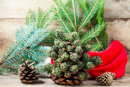 It’s the Perfect Time of Year to Enjoy These Pinene Rich Strains in Ohio