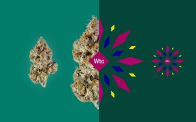 Understanding Leafly’s New Cannabis Guide