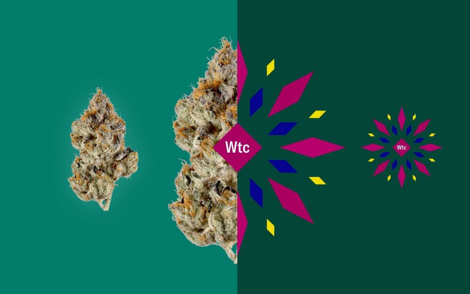 Understanding Leafly’s New Cannabis Guide