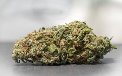9 Lb Hammer May Be Ideal for Chronic Pain Relief