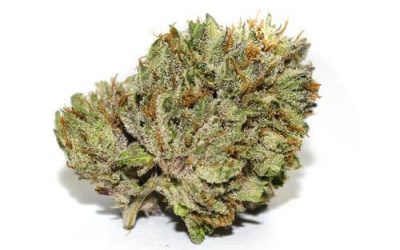 Hit Chronic Pain On the Head with 9 Lb Hammer in Ohio